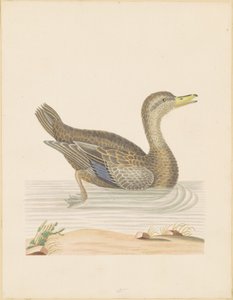 Pato ruano de John Abbot