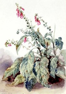 Dedaleras