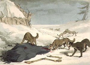 La caza del lobo, lámina 74 del Volumen III de 