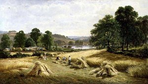 Cosechando el grano dorado cerca de Bishopsteignton, Plymouth de John Barrett