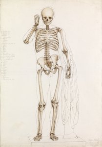 Estudio Anatómico: el Esqueleto Humano, en Contrapposto de John Bathe
