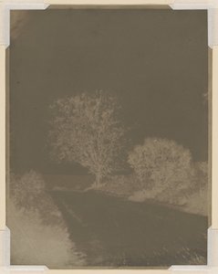 Árbol al borde de la carretera de John Beasley Greene