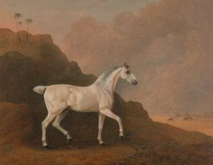 Un semental árabe gris en un paisaje desértico de John Boultbee