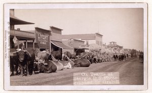 Equipos de bueyes en Sturgis, D.T., pub.1887 - 1892 (foto)