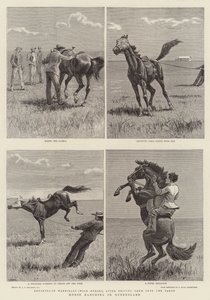 Cría de caballos en Queensland