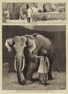 El elefante birmano blanco de Mr. Barnum, Toung Taloung
