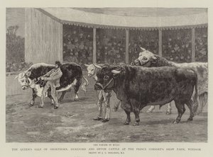 Venta de ganado Shorthorn, Hereford y Devon de la Reina en la granja Shaw del Príncipe Consorte, Windsor de John Charles Dollman
