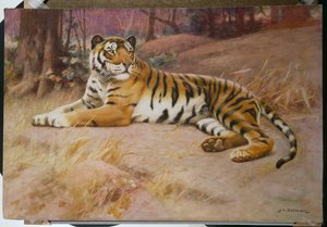 El tigre de John Charles Dollman