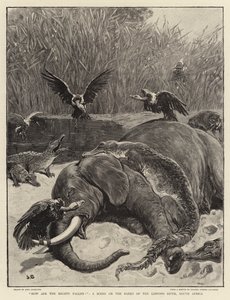 ¡Cómo han caído los poderosos!, una escena en las orillas del río Limpopo, Sudáfrica