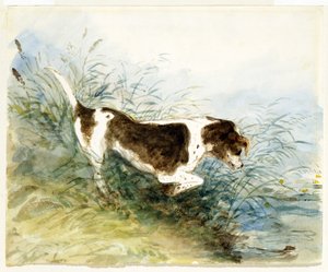 Un Perro Observando una Rata en el Agua - Dedham