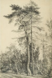 Abetos, c.1833