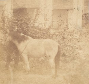 [Hombre y caballo, Casa de Gobierno, Allahabad]