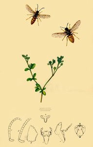 Avispa de cara ancla: Vespa rufa