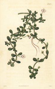 Brahmi o hisopo de agua, Bacopa monnieri de John Curtis