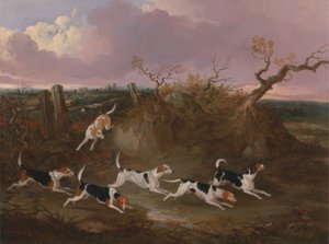 Beagles en pleno llanto