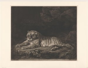 Tijgerin Una tigresa (título sobre objeto) de John Dixon