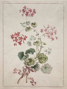 Una colección de flores dibujadas de la naturaleza: No. 6 - Geranio escarlata y variado de John Edwards