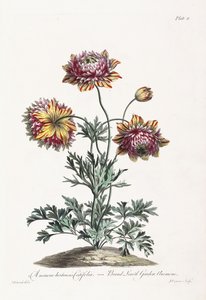 Anémona de jardín de hojas anchas de John Edwards