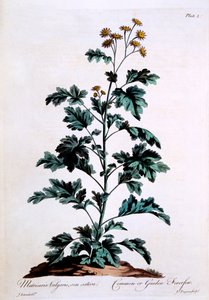 Margarita común, ilustración de 