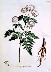Cicuta mayor, ilustración de 