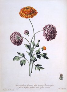 Ranúnculo, ilustración de 