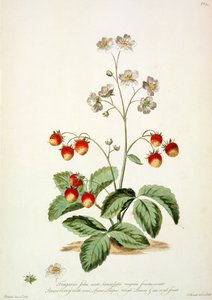 Fresa: Ovalada en forma de lanza, hojas ásperas y una fruta ovalada de 