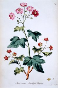 Frambuesa dulce de Canadá [Rubus odoratus], ilustración de 