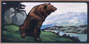 Oso pardo