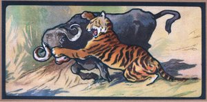 Tigre y búfalo