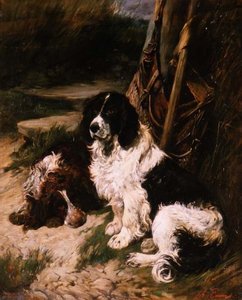 Spaniel marrón y blanco y negro y blanco