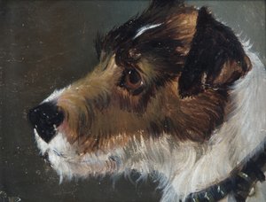 Cabeza de un terrier de pelo áspero