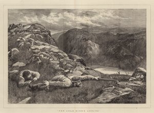 La mirada del viejo ciervo