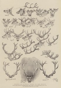 Crecimiento de los cuernos de un ciervo en una temporada de John Everett Millais
