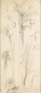 Palmeras