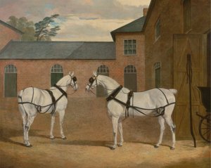 Caballos grises de carruaje en la cochera de Putteridge Bury, Hertfordshire