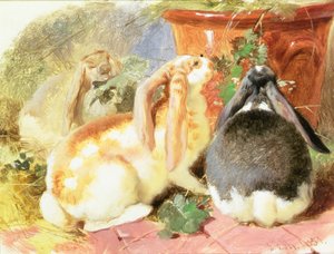 Un estudio de tres conejos de orejas caídas de John Frederick Herring Senior