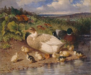 Patos junto a un arroyo de John Frederick Herring Snr