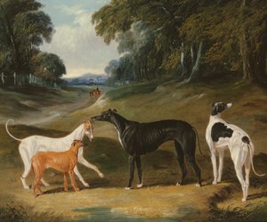 Galgos, 