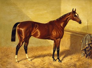 Orlando, un caballo de carreras bayo en un establo, 1845 de John Frederick Herring Senior