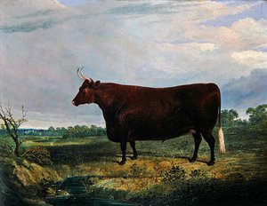 Retrato de un toro marrón de John Frederick Herring Senior