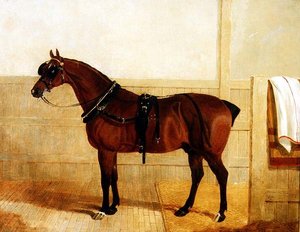 Caballo Shire Premiado en Arnés