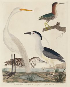 Garza Verde, Garza Nocturna, Garza Joven y Gran Garza Blanca, publicado 1808-1814 de John G. Warnicke