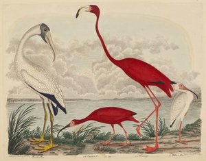 Ibis de madera, ibis escarlata, flamenco y ibis blanco de John G. Warnicke