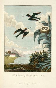 Colibrí, con su nido de John Gabriel Stedman