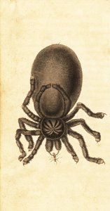 Tarántula de dedos rosados, Avicularia avicularia. ,1800 (grabado) de John Gabriel Stedman