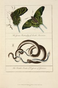 La mariposa verde de Sudamérica y la serpiente de cascabel y las dypsas de Guayana de John Gabriel Stedman