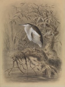 Avetorillo común, Ixobrychus minutus de John Gerrard Keulemans
