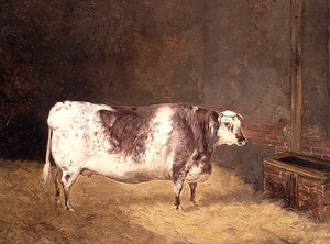 Vaca Shorthorn