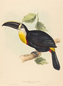 Tucán osculante Ramphastos osculans de John Gould, Elizabeth Gould