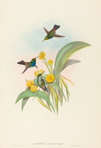 Damophila amabilis Colibrí de pecho azul. Creadores: John Gould, Henry Constantine Richter de John Gould and Henry Constantine Richter John Gould and Henry Constantine Richter
